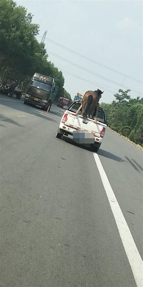 小馬拉大車 外流